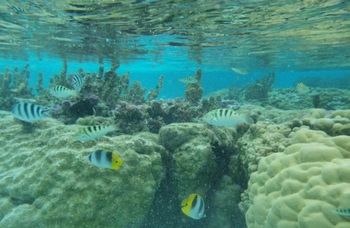 タハア サンゴ礁