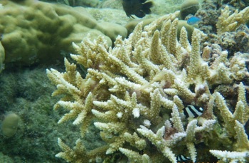 タハア 珊瑚